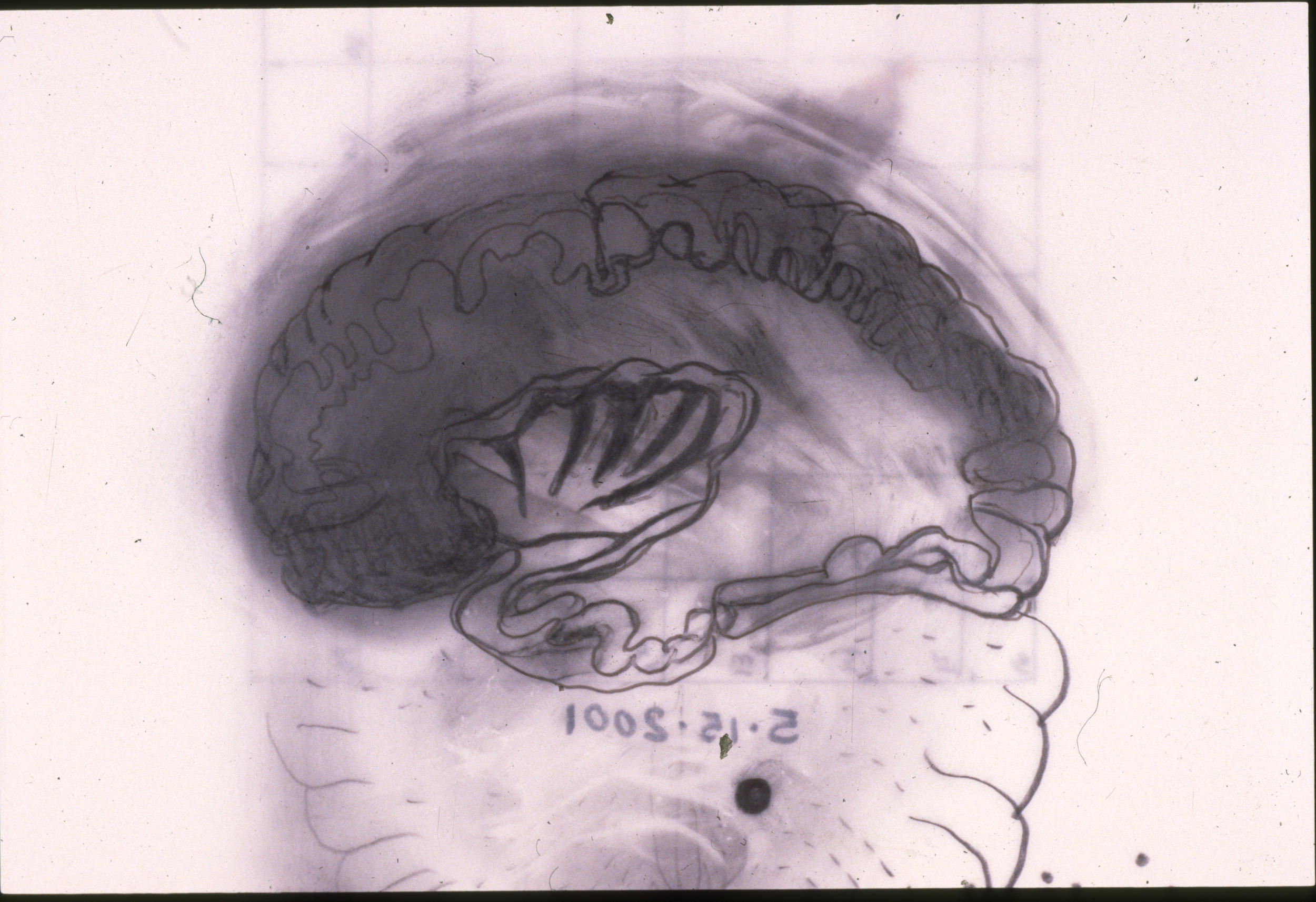 Mapping of Memories Series No. 5, graphite on Mylar, 9 x 12 inches, 2001